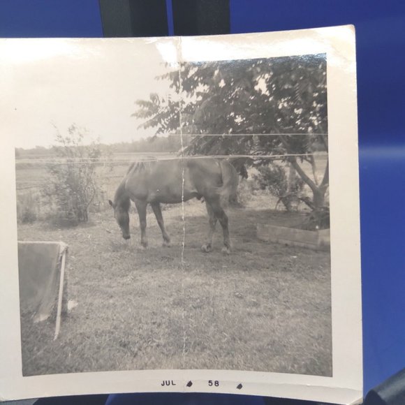 Vtg. Antique Old Photos Photographs  1940-1950's - lot of 4 Horse Boat L… - Picture 2 of 6